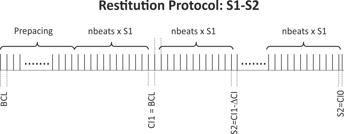 Illustration of the S1-S2 pacing protocol: During an initial pre-pacing period where a number of prebeats stimuli are delivered at the chosen BCL, the action potential is stabilized. Alternatively, a snapshot of an AP stabilized at the given BCL can be used and read in using --initial. After stabilization BCL is kept constant, but prematurity of the CI of the S2 is increased by decrementing the CI from the starting CI (CI1) (chosen in this experiment to be CI = CI1 = BCL) with decrements of CIinc down to the final S2 CI of CI0.