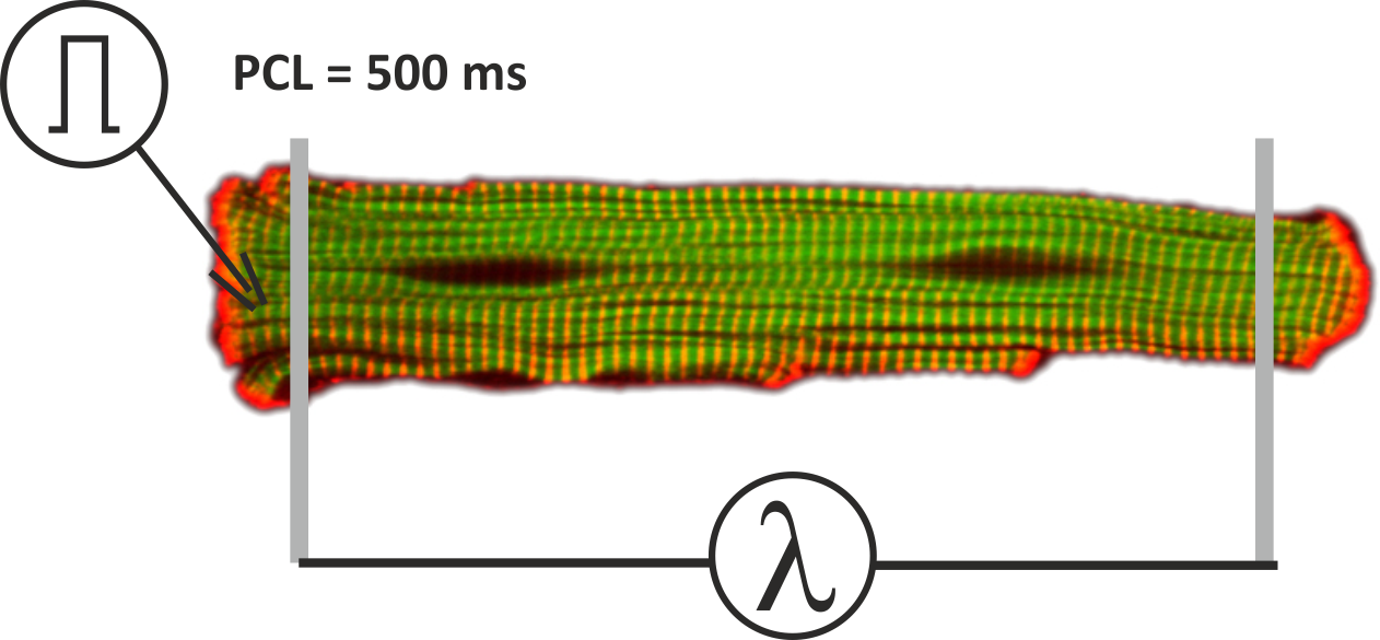 Setup for single cell stretch experiments. The myocyte is activated with a supra-threshold stimulus current to initiate action potentials at a pacing cycle length of 500 ms. The length of the myocytes and thus the sarcomere stretch can be prescribed as a function of time.