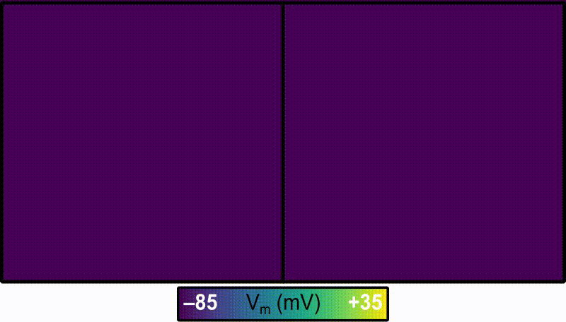 Comparision of membrane voltage over time (V_\mathrm{m}(t)) for region-wise (left) and gradient-wise (right) variability in GKr/GKs.