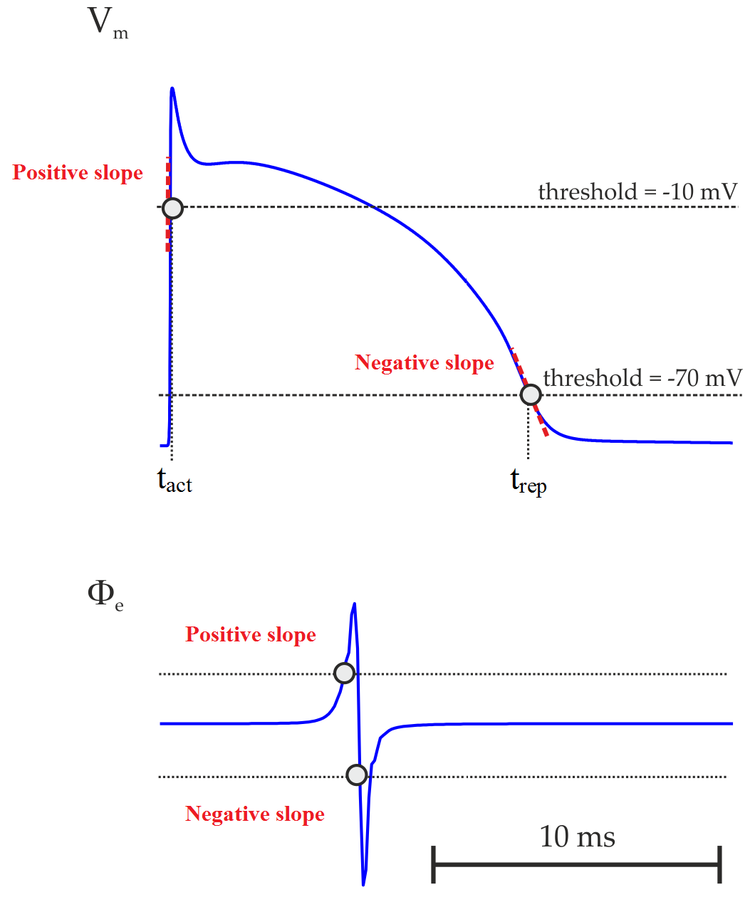 Activation (LAT) and repolarization times t_{\mathrm{act}} and t_{\mathrm{rep}} computed using the threshold crossing method. APD = t_{\mathrm{rep}} - t_{\mathrm{act}}.
